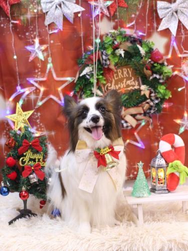 20231203マリーちゃん